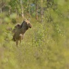 Los evropsky - Alces alces - Elk 3924